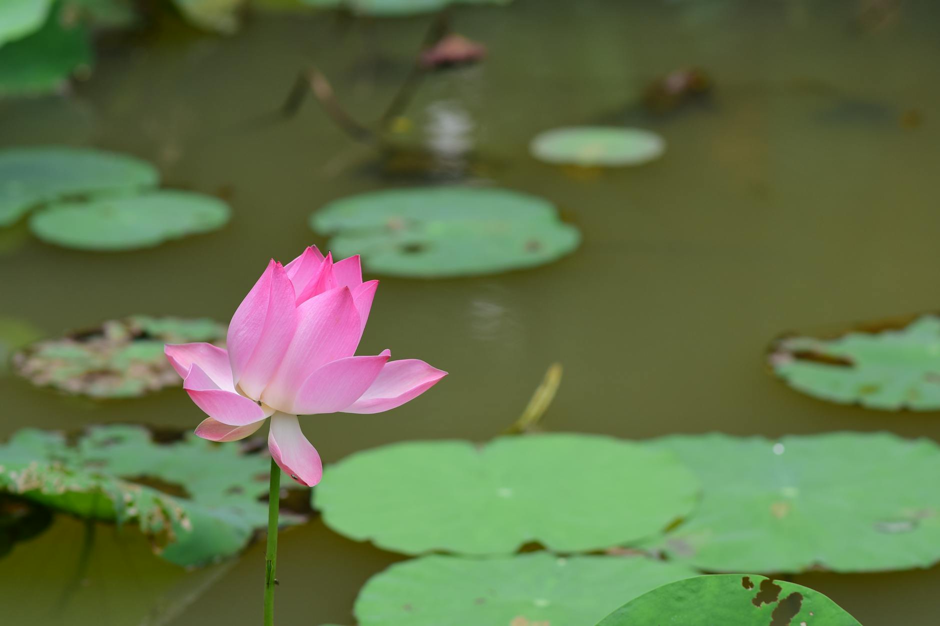 Thiền Định Là Gì? Giải Mã Bản Chất Của Sự Tĩnh Lặng