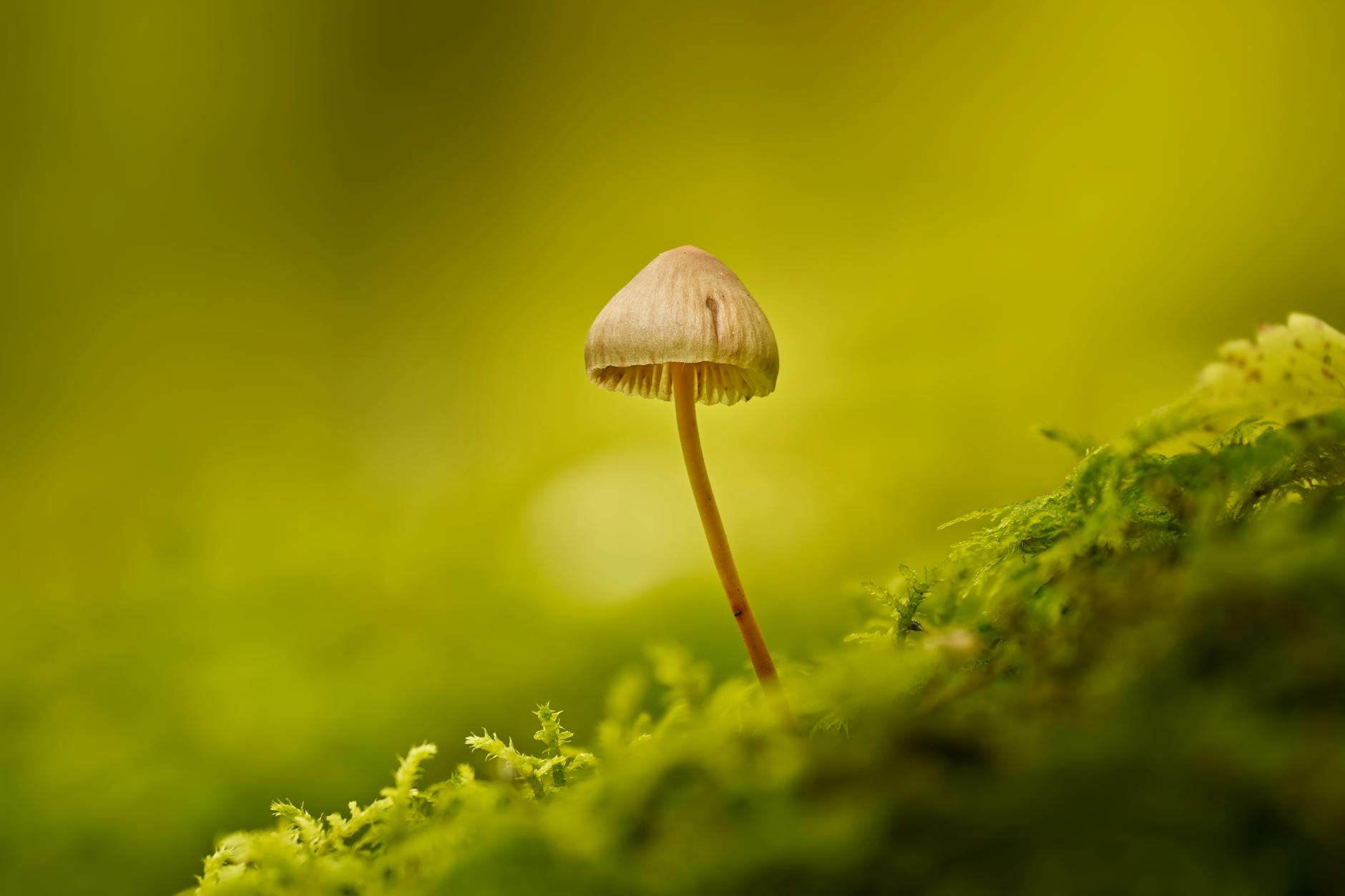 Nhân Sinh Cảm Ngộ: Tìm An Yên Giữa Vô Thường Cuộc Đời 10 1. Vô Thường Là Gì? Nhận Diện Bản Chất Thật Của Cuộc Sống