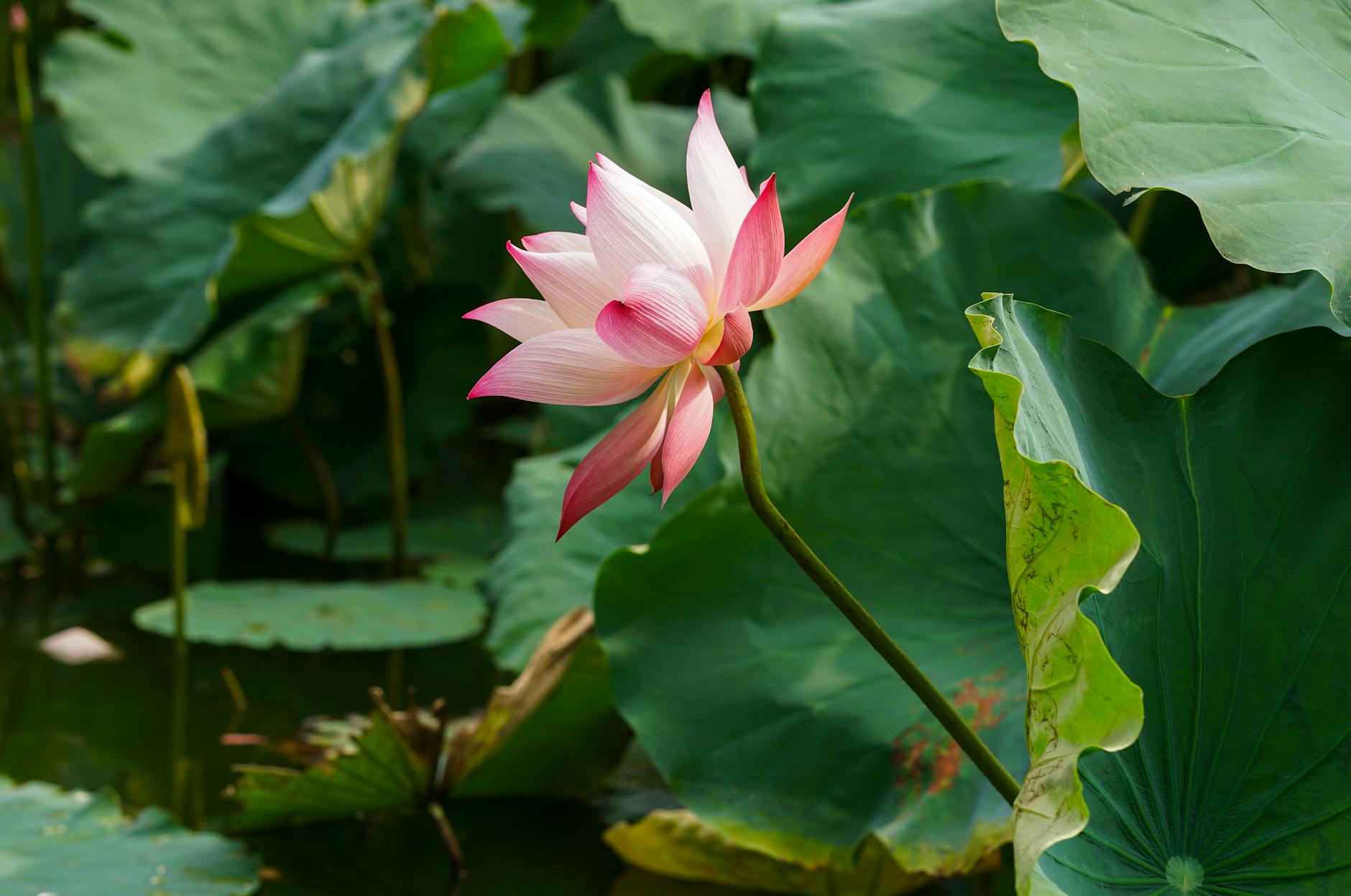 Phật Giáo và Môi Trường: Sống Hài Hòa Với Thiên Nhiên