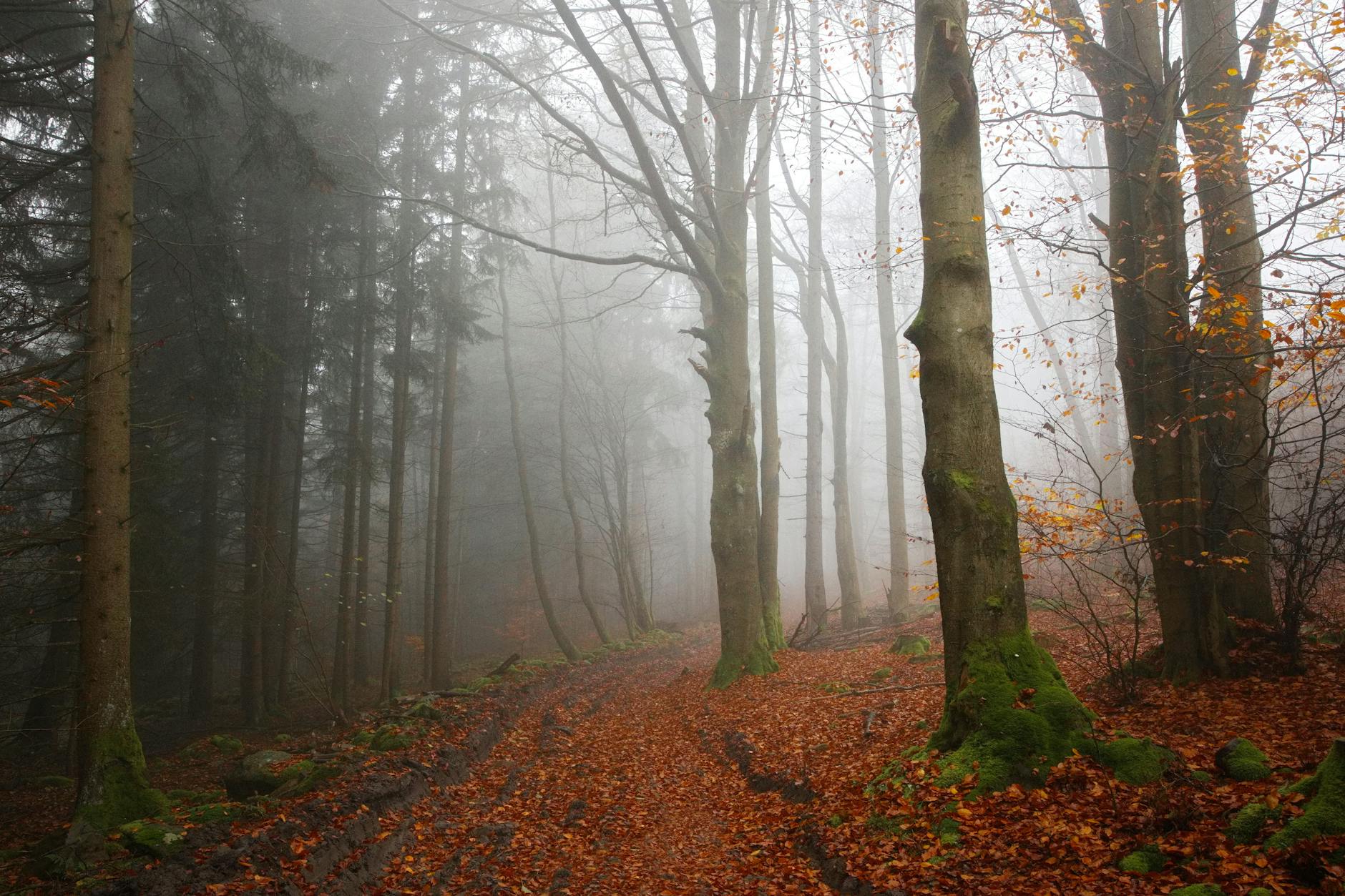 Bát Chánh Đạo: Con Đường Diệt Khổ